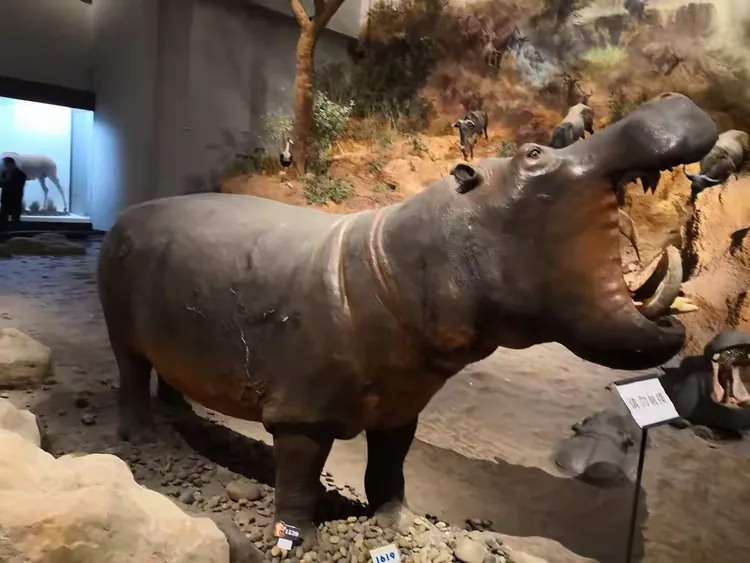 问鼎国际-包含冲浪夜战：姑苏飞鹰队鏖战姑苏犀牛队，速度优势明显禁区内连续解围的词条